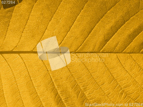 Image of Autumn leaf texture