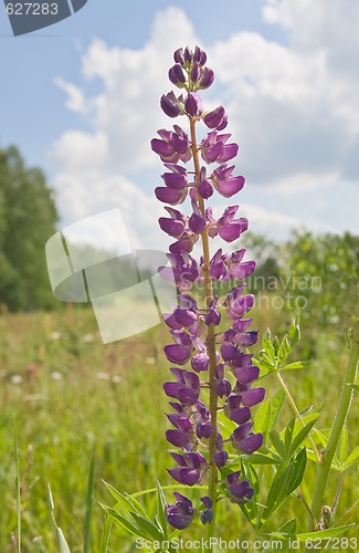 Image of Lupine flower