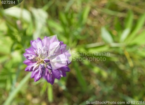 Image of Lupine flower