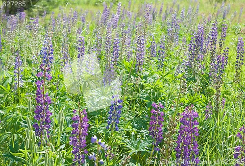 Image of Lupine field