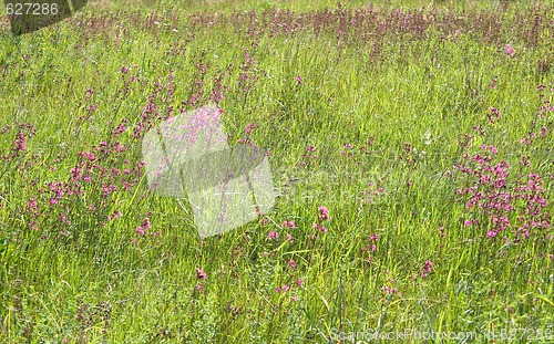 Image of Green grass with pink flowers