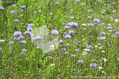 Image of Green grass with blue flowers