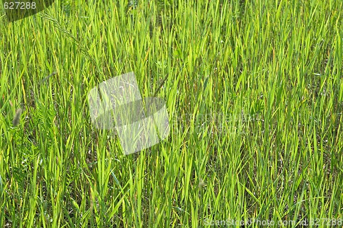 Image of Green grass texture