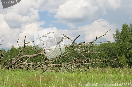 Image of Dead tree