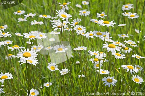 Image of Chamomile field