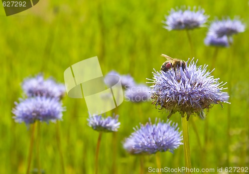 Image of Bee on a blue flower