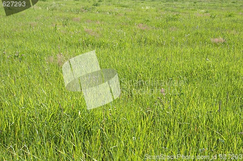 Image of Green grass texture