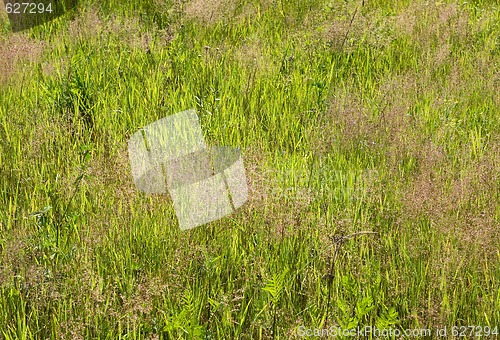 Image of Green grass texture