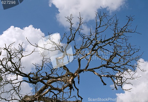Image of Dead tree