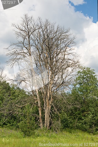 Image of Dead tree