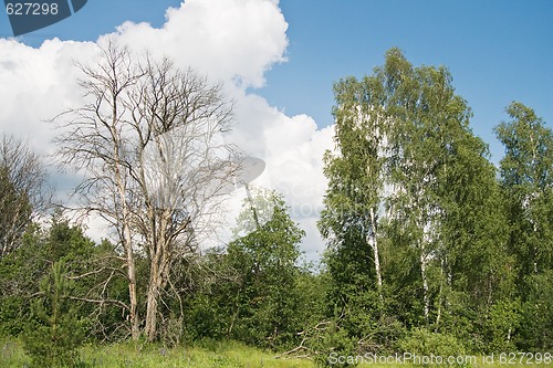 Image of Dead tree