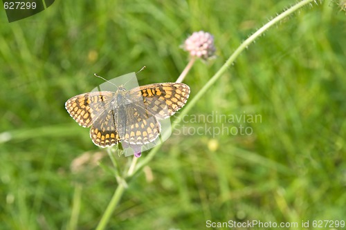 Image of Butterfly