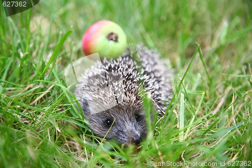 Image of The hedgehog 