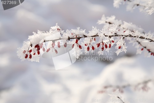 Image of Barberry in snow