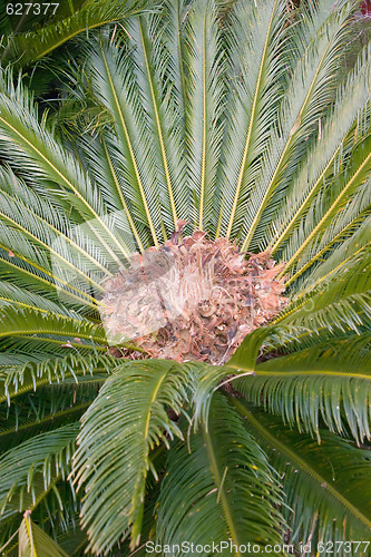 Image of Cycad