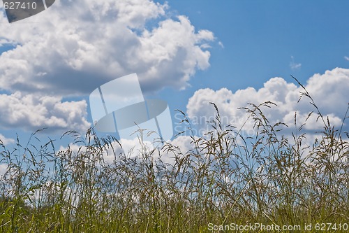Image of Field and sky