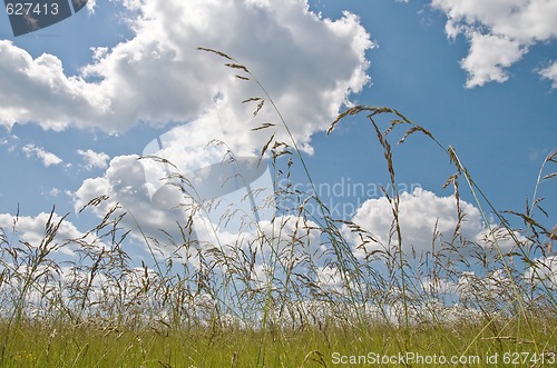 Image of Field and sky