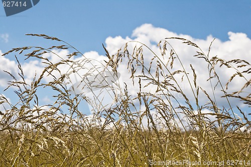 Image of Field and sky