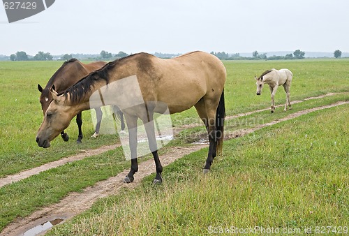 Image of Pasturing horse