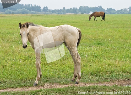 Image of White foal