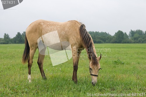 Image of Pasturing horse