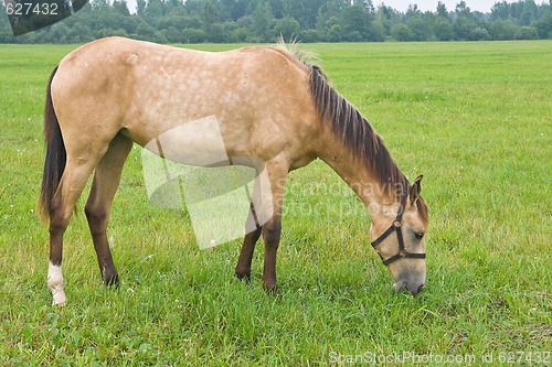 Image of Pasturing horse