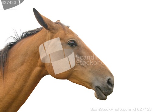 Image of Horse's head