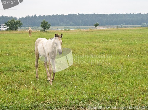 Image of White foal