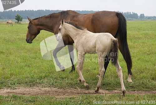 Image of Horse with her foal