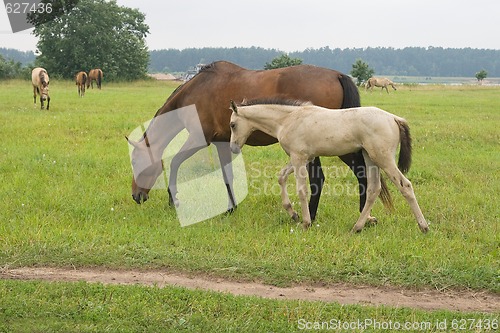 Image of Horse with her foal