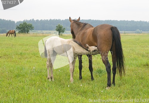 Image of Foal suckling his mother