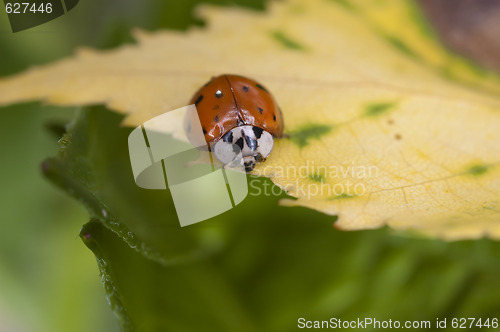 Image of Ladybug