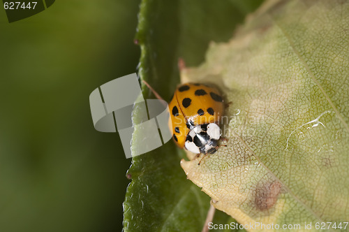 Image of Ladybug