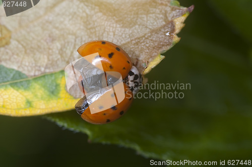 Image of Ladybug