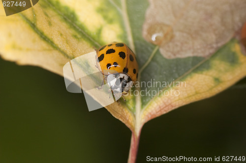 Image of Ladybug