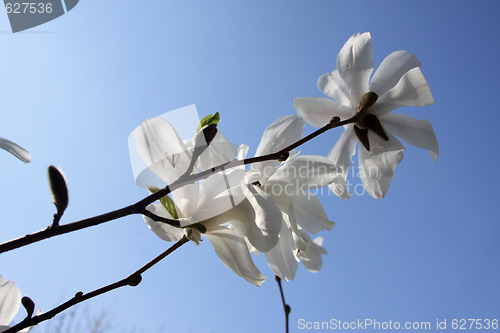 Image of Magnolia flowers