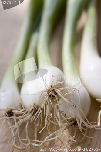Image of A bunch of spring onions