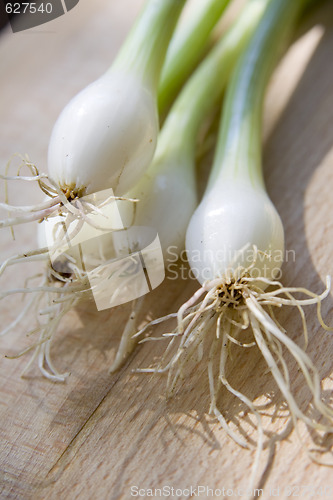 Image of A bunch of spring onions