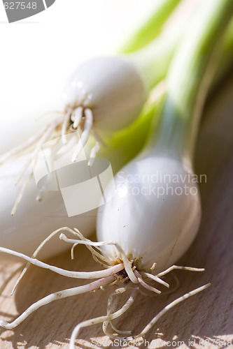 Image of A bunch of spring onions