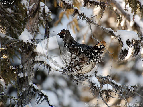 Image of Spruce Grouse