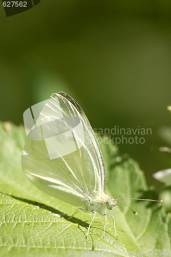 Image of Green butterfly