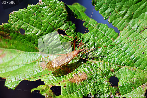 Image of Strange orange insect