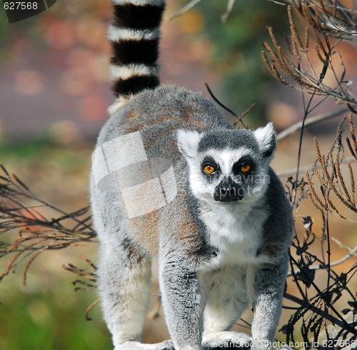 Image of Ring-tailed Lemur (Lemur catta)