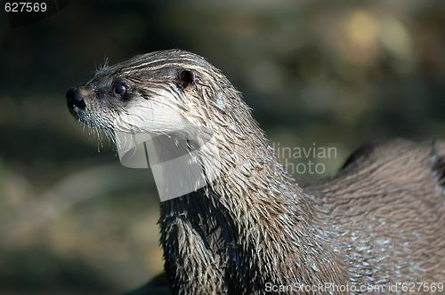 Image of Northern River Otter (Lontra canadensis)