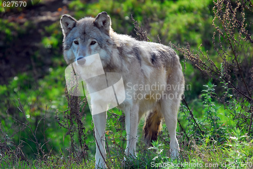 Image of Gray wolf (Canis lupus)