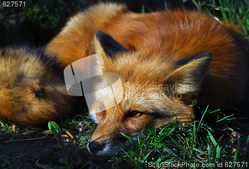 Image of Red Fox (Vulpes vulpes)