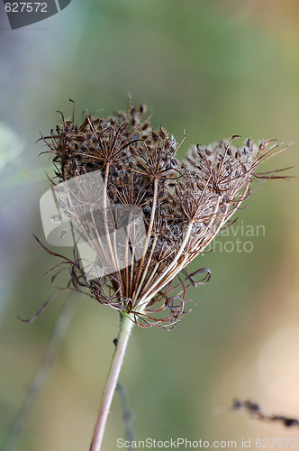 Image of Wild Plant
