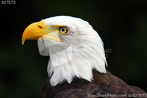 Image of American Bald Eagle (Haliaeetus leucocephalus)