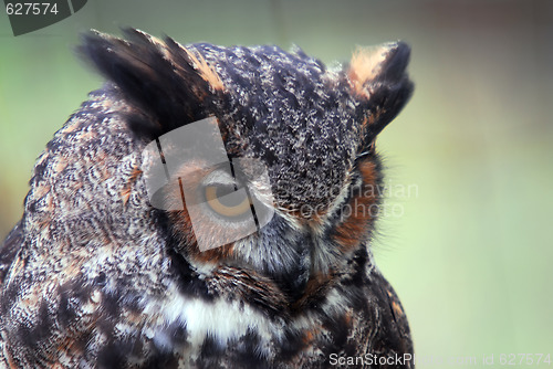 Image of Great Horned Owl  (Bubo virginianus)
