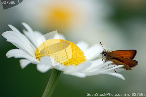 Image of Moth on flower